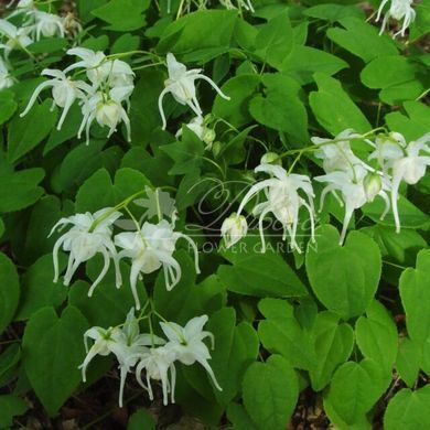 Горянка grandiflorum 'White Queen'