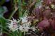 Горянка grandiflorum 'White Queen'