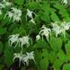 Горянка grandiflorum 'White Queen'