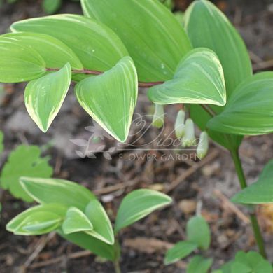 Купена серповидная пестролистная / Polygonatum falcatum variegatum