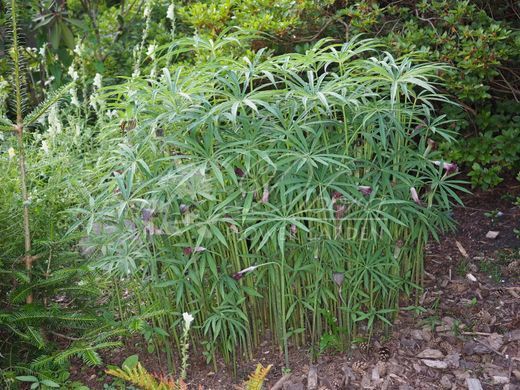 Аризема войлочная лиубанская / Arisema ciliatum liubanense