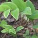 Купена серповидная пестролистная / Polygonatum falcatum variegatum