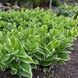 Купена серповидная пестролистная / Polygonatum falcatum variegatum
