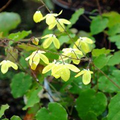 Горянка platypetalum Og 93085*