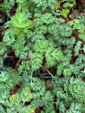 Ряст Corydalis  anthriscifolia