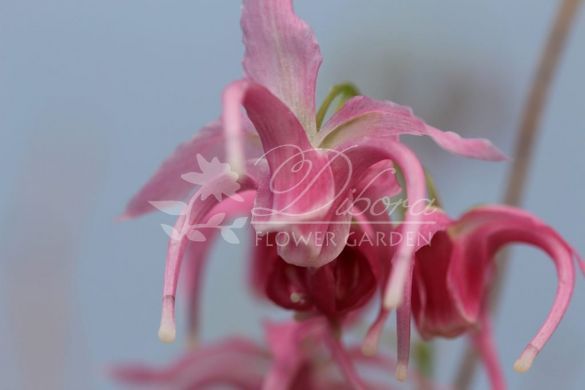 Горянка grandiflorum 'Akagi Zakura'