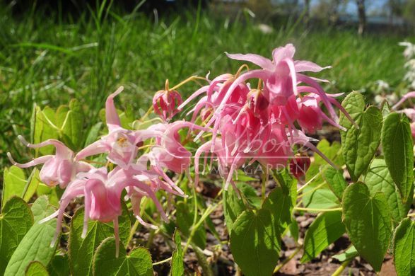 Горянка grandiflorum 'Akagi Zakura'