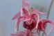 Горянка grandiflorum 'Akagi Zakura'