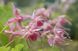 Горянка grandiflorum 'Akagi Zakura'