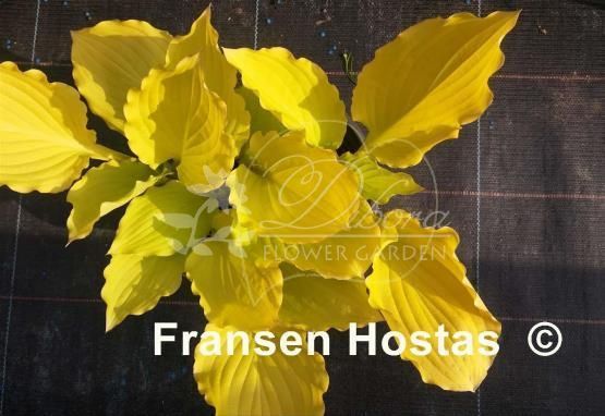 Хоста Fruit Punch