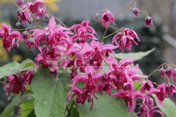 Горянка 'Royal Purple'