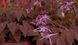 Горянка grandiflorum Queen Esta