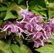 Горянка grandiflorum Queen Esta
