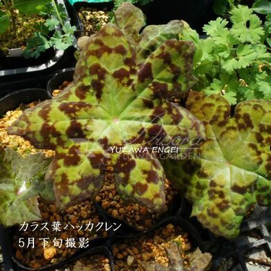 Подофиллум delavayi / Podophyllum delavayi, 1-2 шт