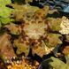 Подофиллум delavayi / Podophyllum delavayi, 1-2 шт