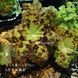 Подофиллум delavayi / Podophyllum delavayi, 1-2 шт