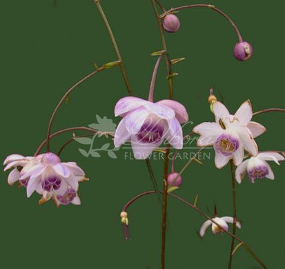 Анемонопсис широколистный / Anemonopsis macrophylla