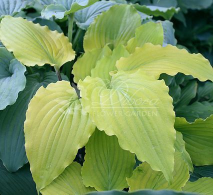 Хоста Valley's Lemon Limbo