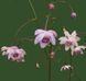 Анемонопсис широколистный / Anemonopsis macrophylla